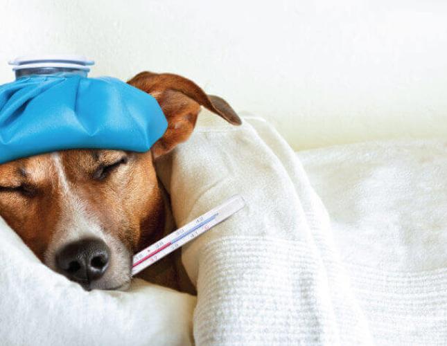 Can Your Pet Get the Flu? What You Need to Know About CIV