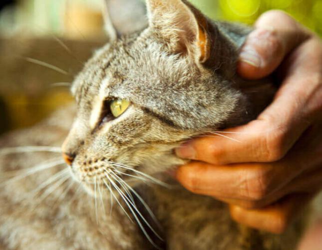 Four Fixes for Feline Behavior Issues